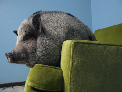 Lounge pig